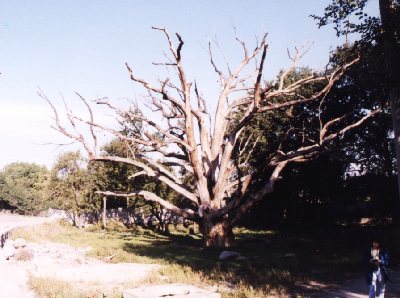 Chortitza Oak
