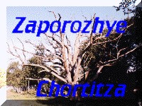 chortitza-oak-t
